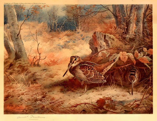 Archibald Thorburn Woodcock